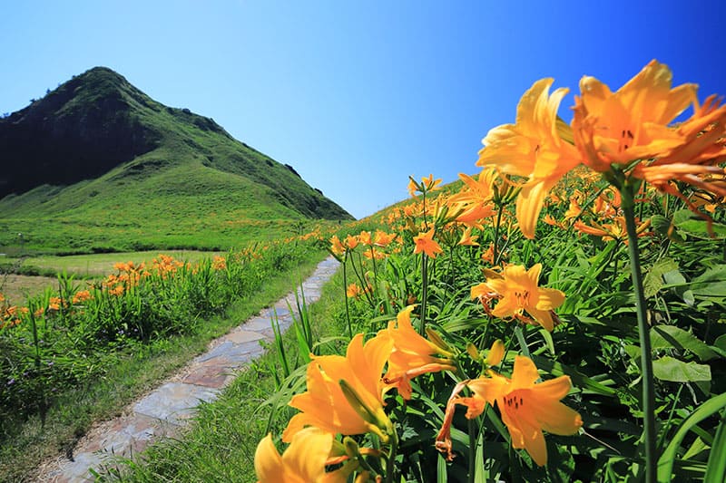 Onogame Kanzo (Daylilies)