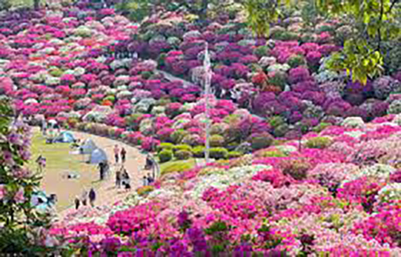 鯖江市