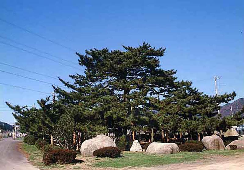 円成寺