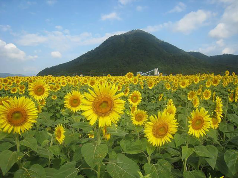 宮川ひまわり畑