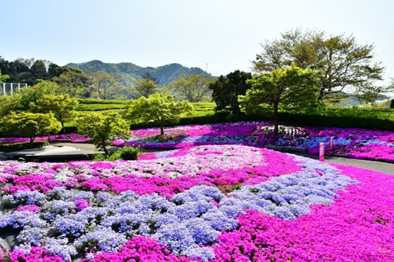 สวนมารุยามะ