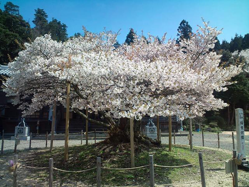 福乗寺　楊貴妃桜