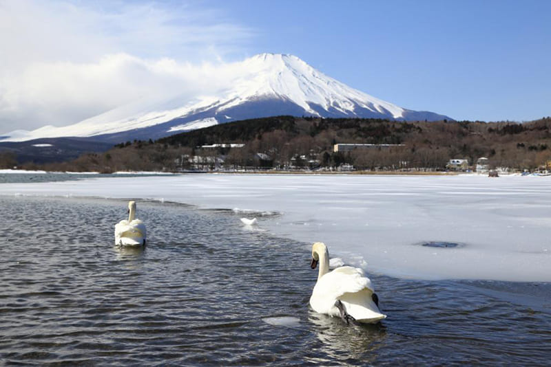 Mt. Fuji