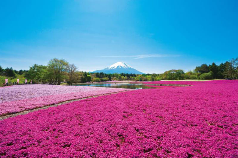 富士芝樱祭