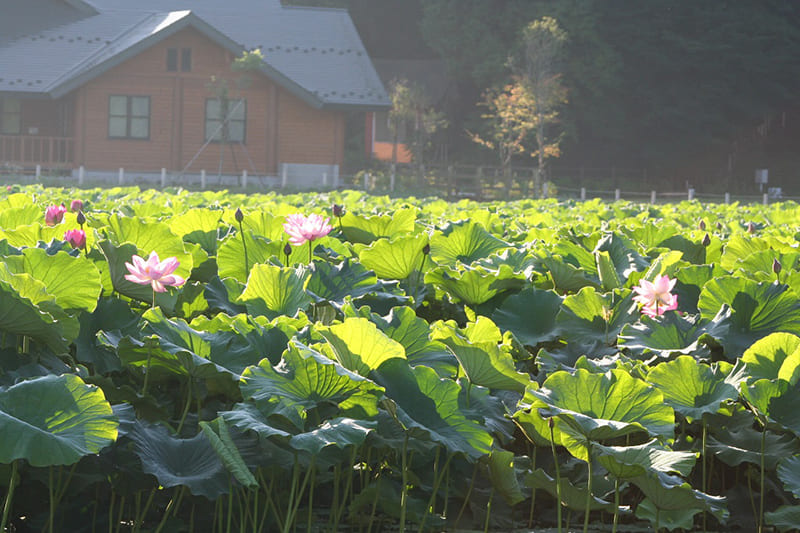 Akumiko Park