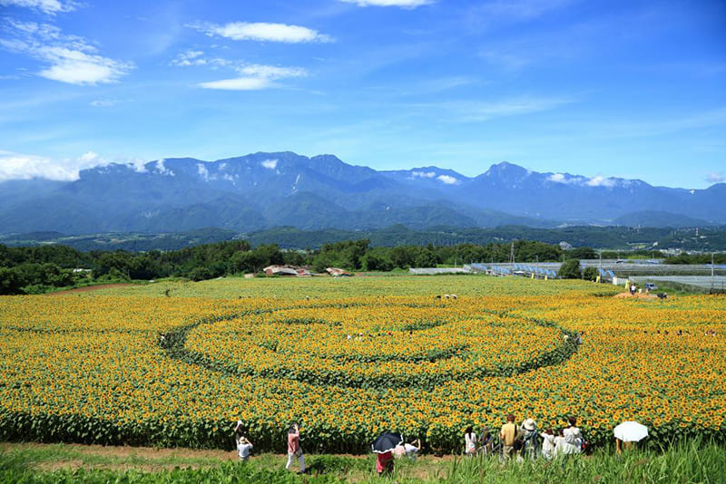เทศกาลดอกทานตะวันอาเคโนะ เมืองโฮคุโตะ