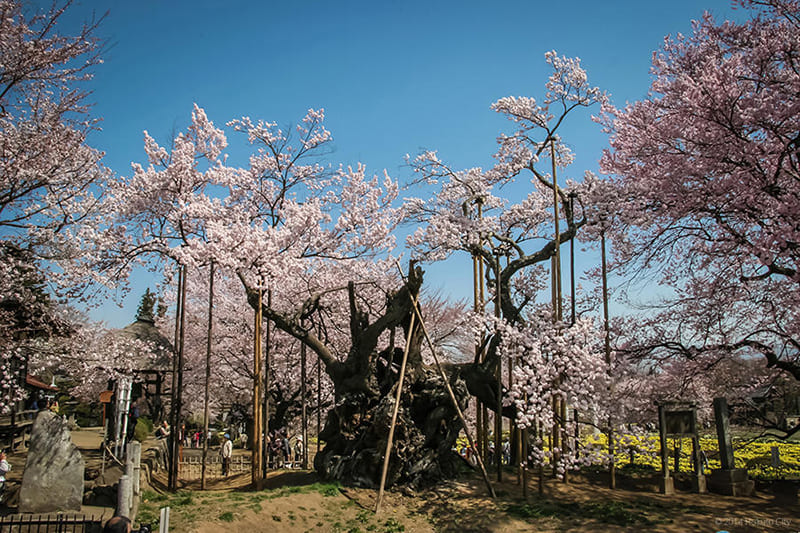山高神代桜（実相寺）