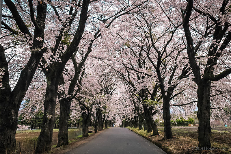 眞原桜並木
