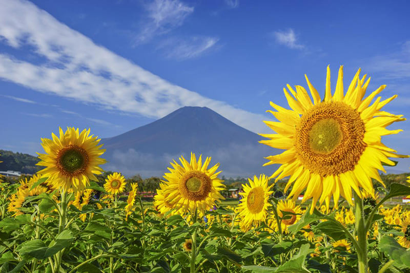 Hananomiyako Park