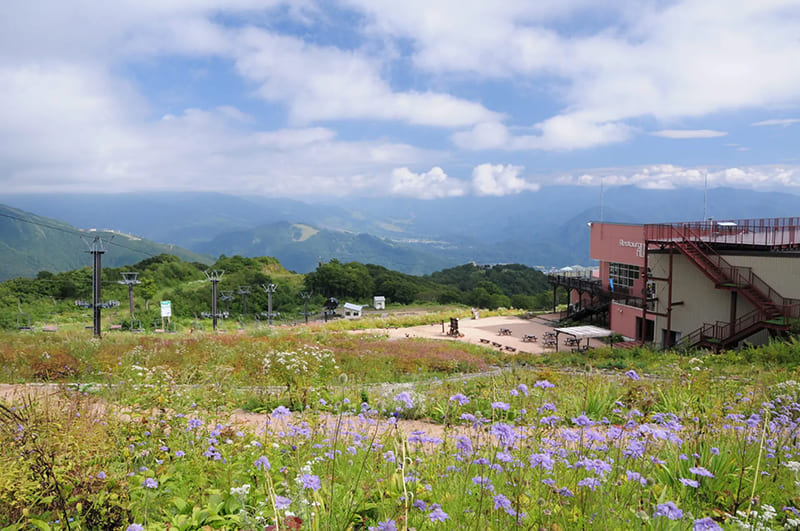 白馬五竜高山植物園