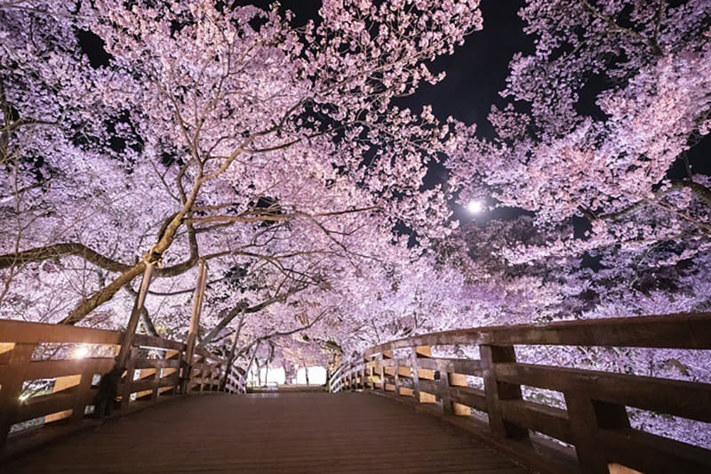 สวนซากปราสาททาคาโตะ