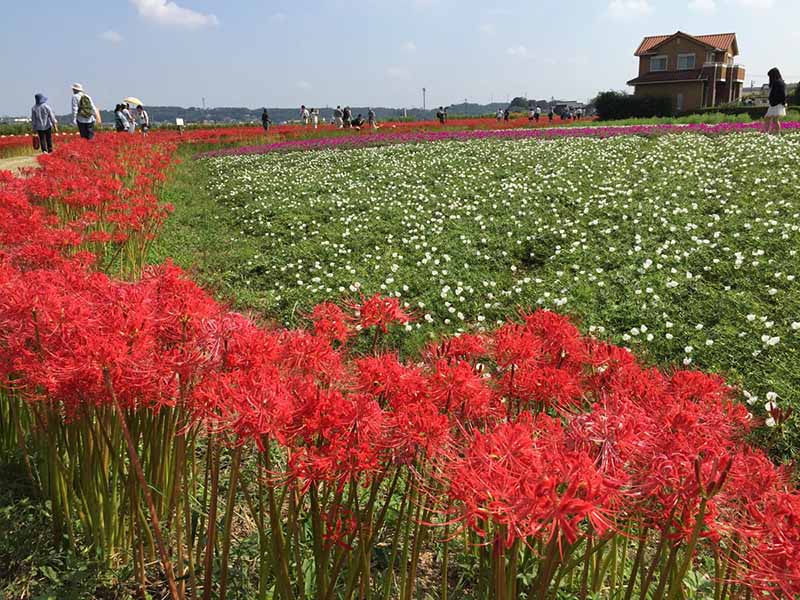 矢胜川