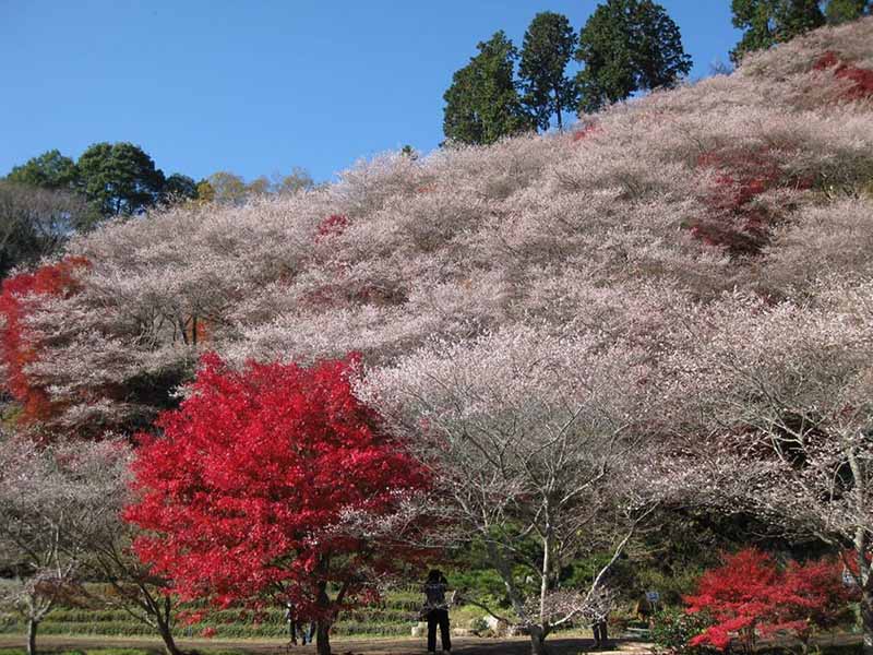 四季桜公園