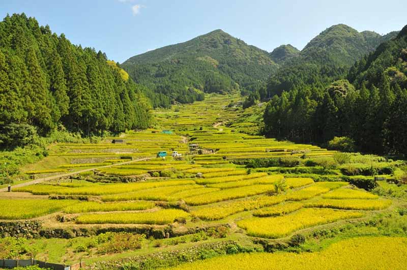 Yotsuya no Senmaida