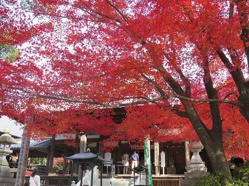 継鹿尾観音 寂光院