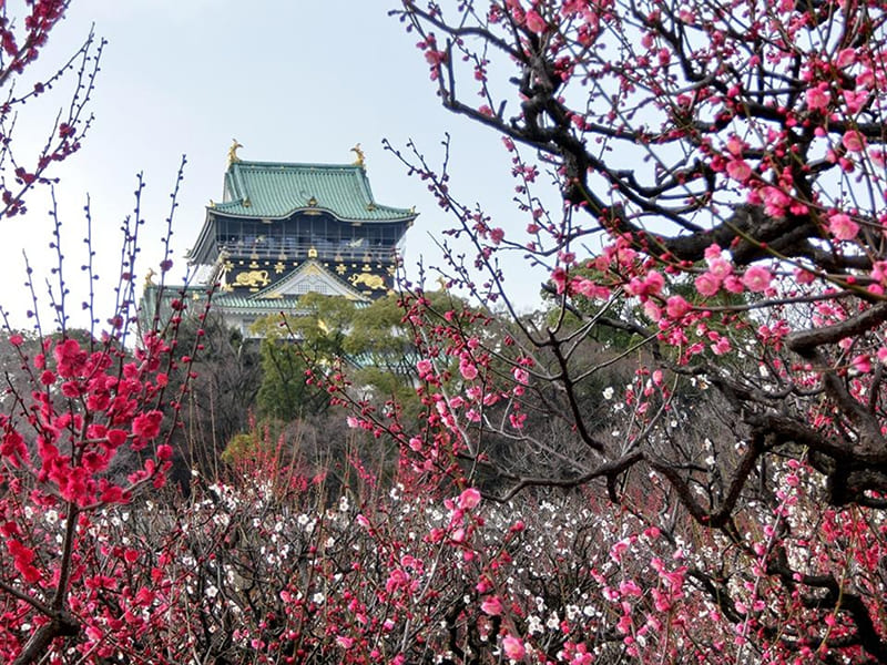 Osaka Castle Plum Garden