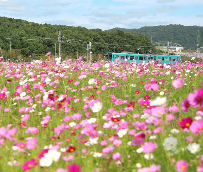Kato City