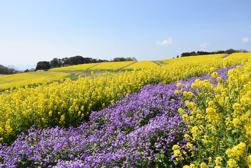 あわじ花さじき