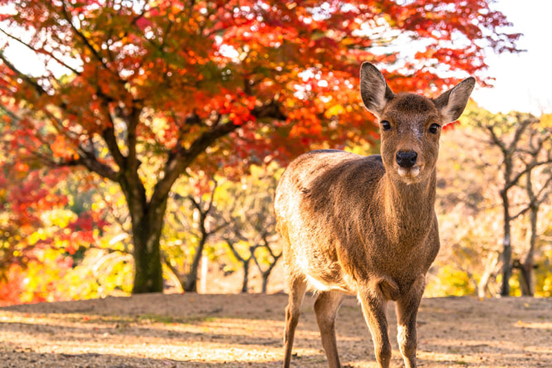 奈良公園
