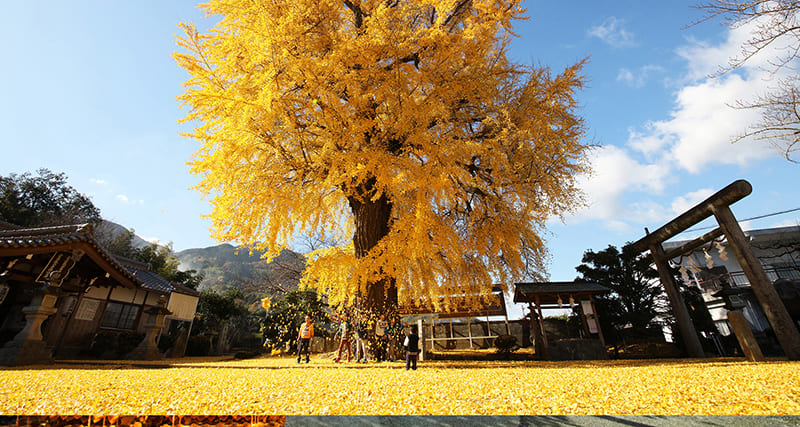 Katsuragi Town