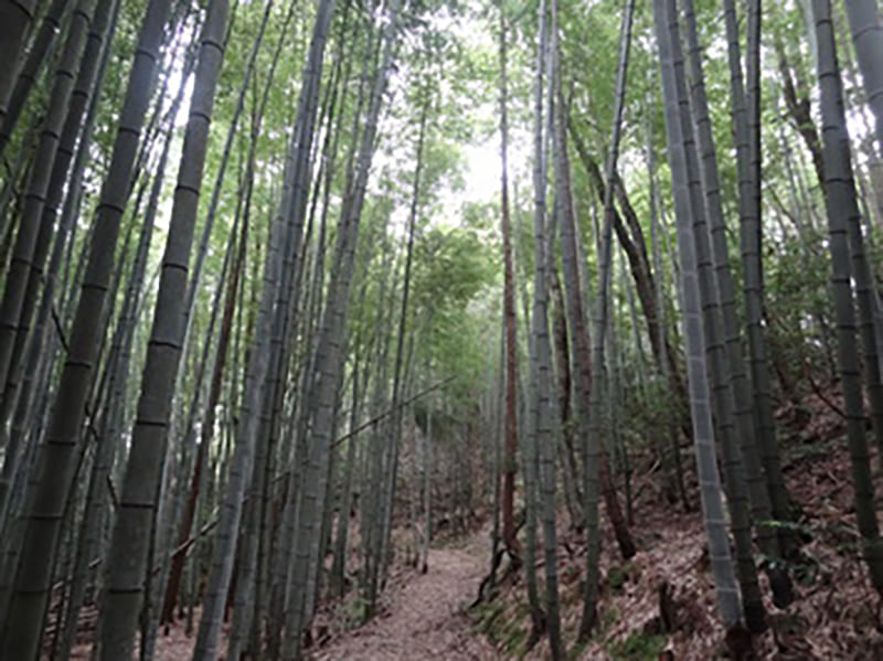 柳鹽道一里塚遺跡