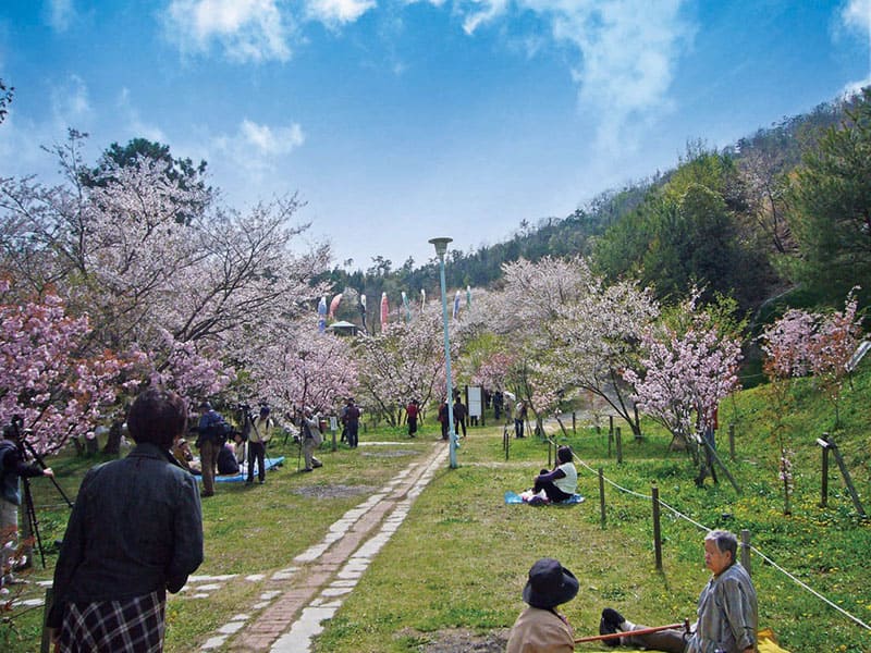 Sodo-zakura Cherry Blossoms