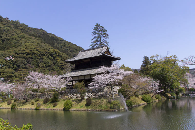 Kikko Park (Cherry Blossoms)