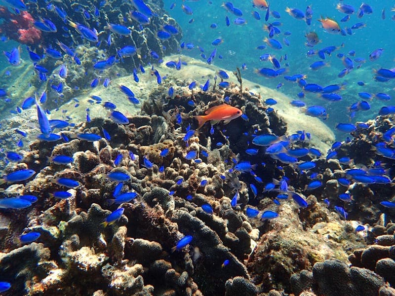 Marine Nature Museum Marine Jam
