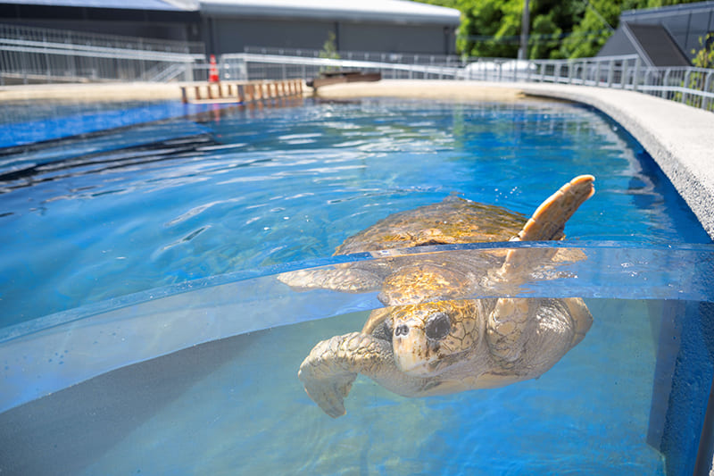 Caretta Sea Turtle Museum