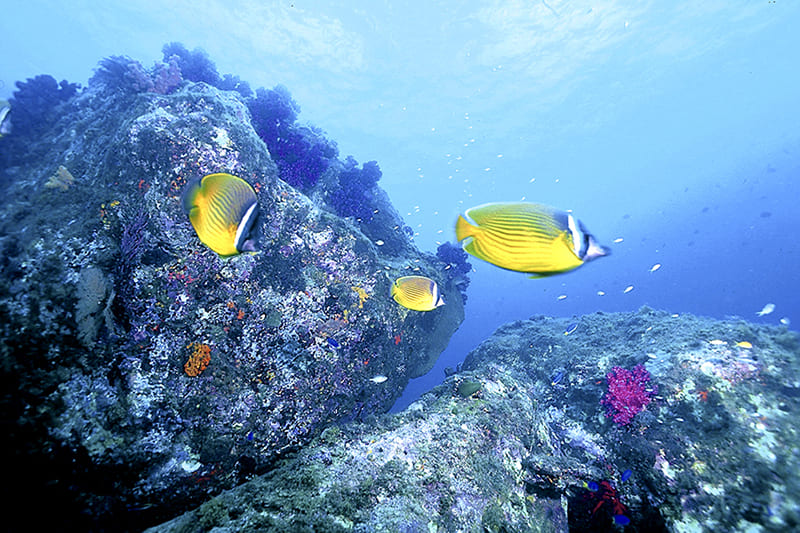 Takegashima Marine Park