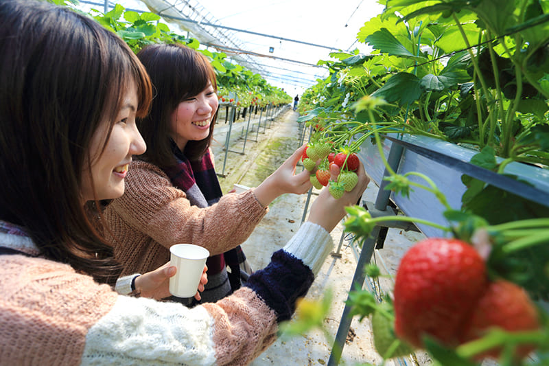 Ichigo House (Strawberry Picking)