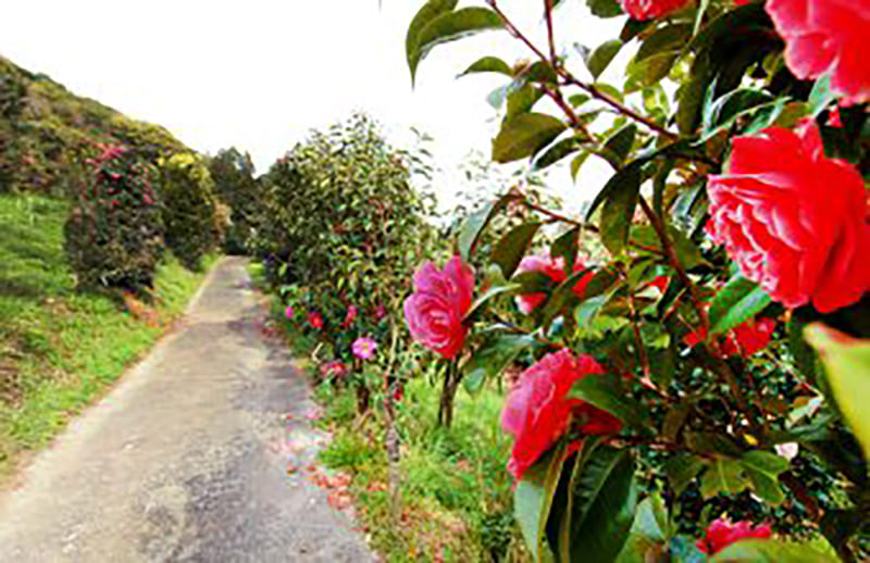 Nakagawa Blueberry Miki Farm