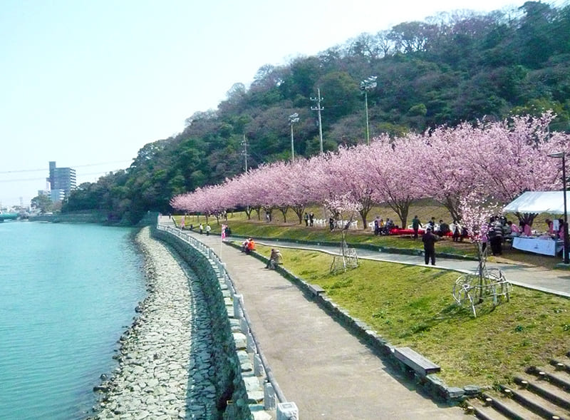 德島中央公園·蜂須賀櫻