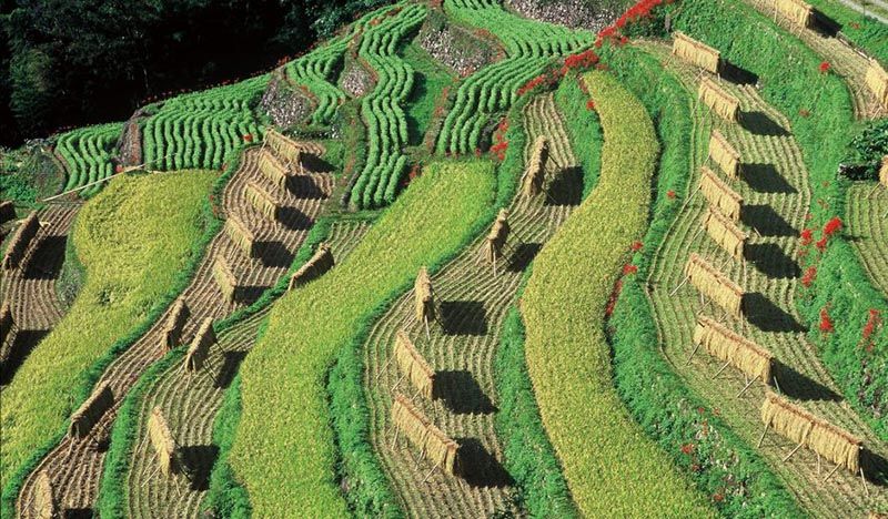 หมู่บ้านโฮชิโนะ เมืองยาเมะ