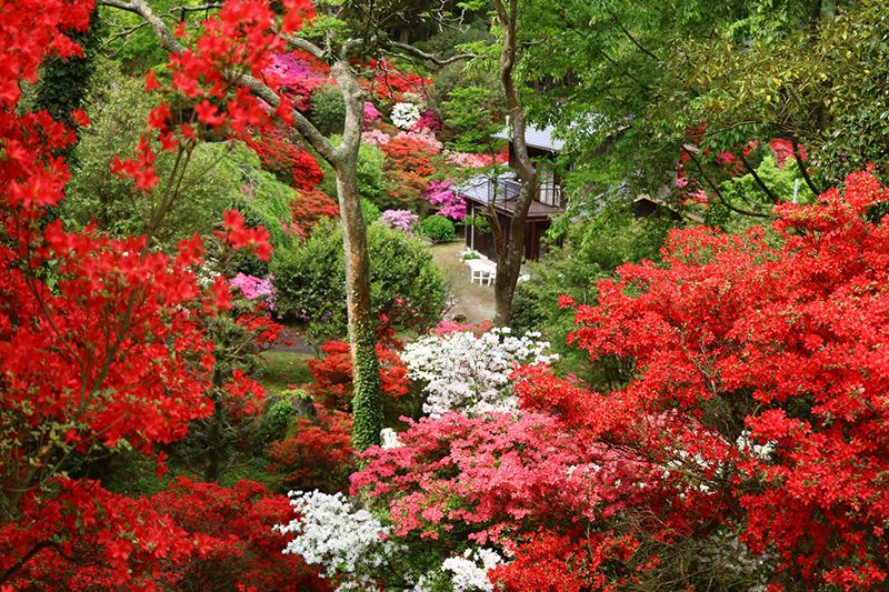 浮嶽 幸花樹園