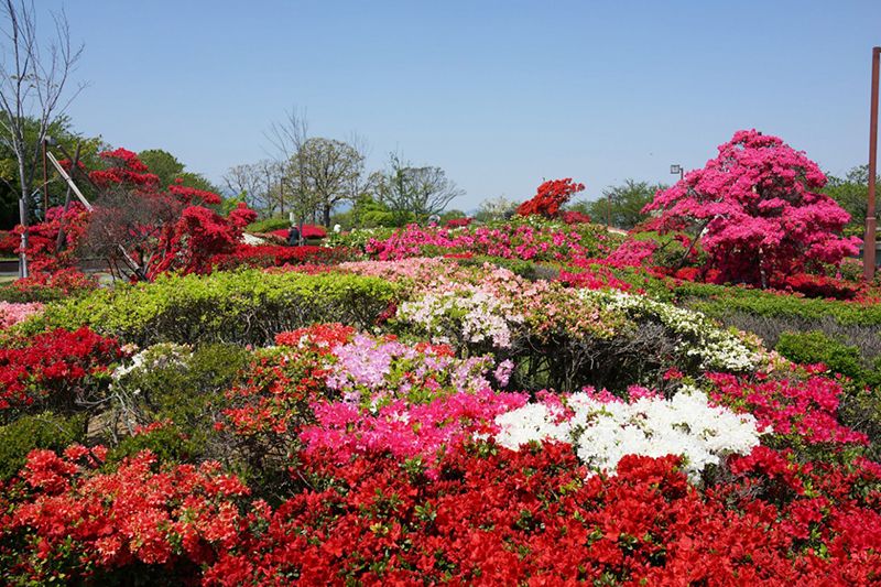 สวนคุรุเมะเซ็นเทนเนียล