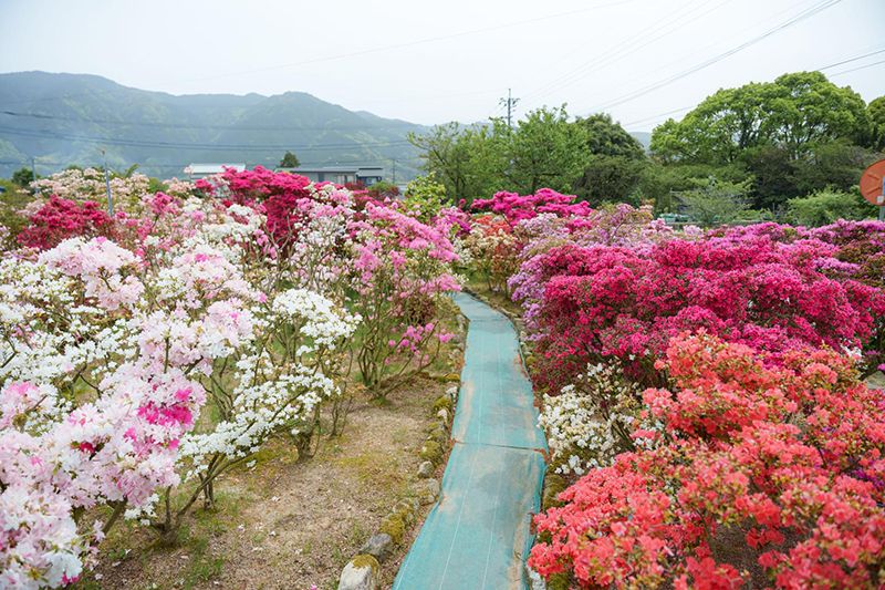 久留米市世界つつじセンター