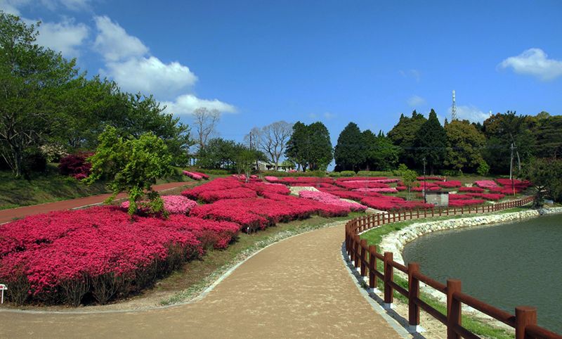 鏡山ツツジ園