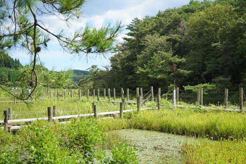 樫原湿原