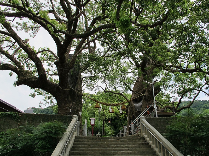 Giant Camphor Trees of Sanno Shrine (Atomic-bombed Camphor Tree)