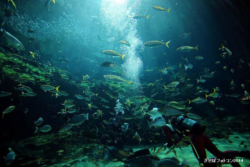 九十九島水族館　海きらら
