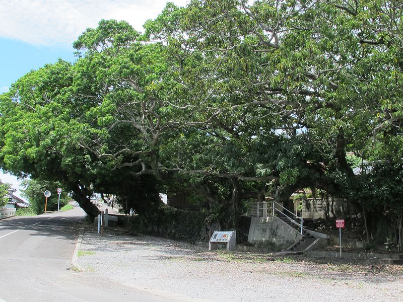 Ako Cluster (Ficus superba trees)