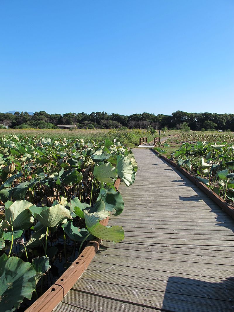Karako Lotus Garden