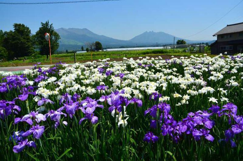菅尾花菖蒲園