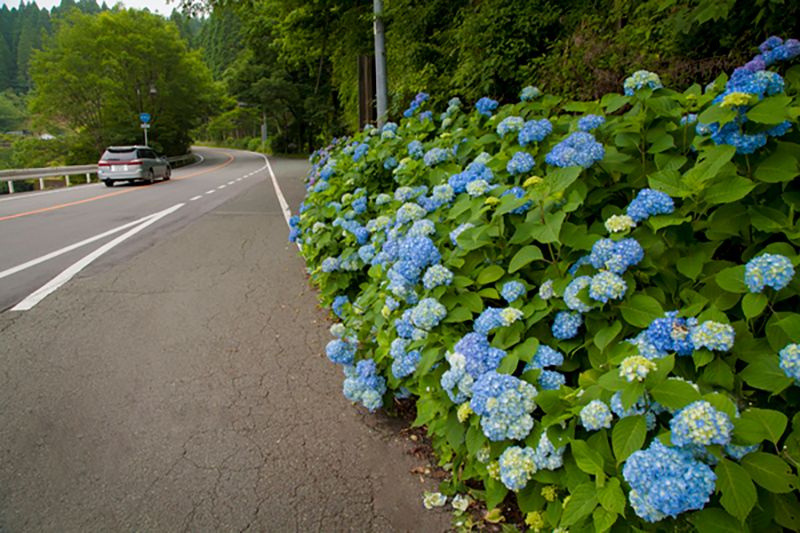 Kurokawa Hydrangea Street