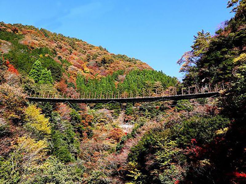樅木の吊橋
