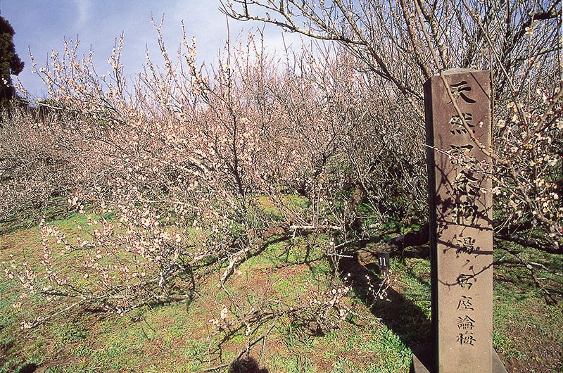 Yunomiya Zaronume (Plum Tree)