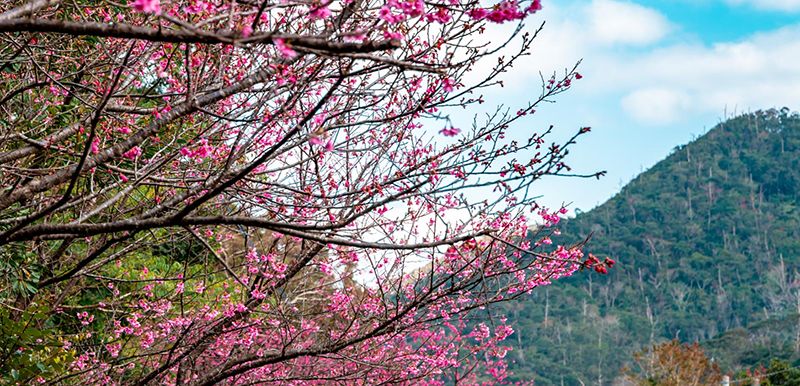 Akina Taiwan Cherry Tree-lined Road