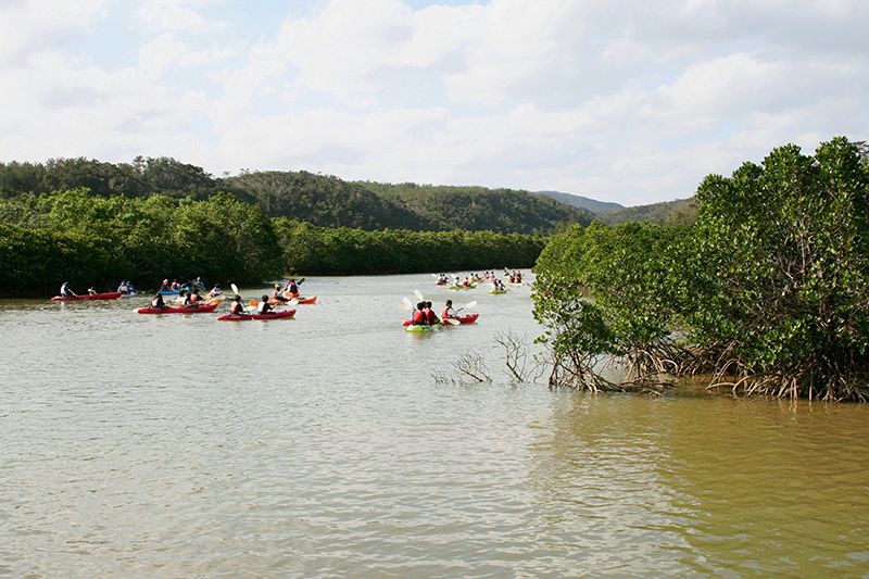 Gesashi Bay Mangrove Forest