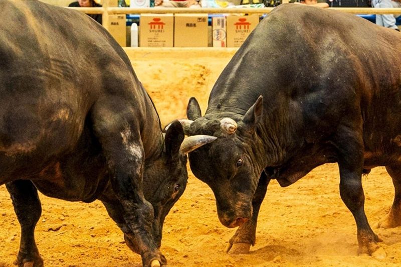 Uruma City Bullfighting Arena